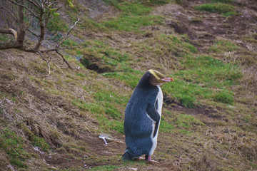 Yellow Eyed Penguin (Megadyptes Antipodes) Or Hoiho  at Katiki P
