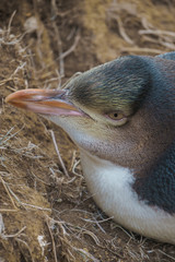 Yellow Eyed Penguin (Megadyptes Antipodes) Or Hoiho  at Katiki P