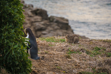 Yellow Eyed Penguin (Megadyptes Antipodes) Or Hoiho  at Katiki P