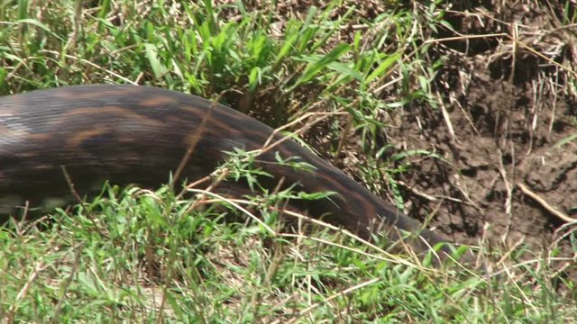 rock python moving into a hole