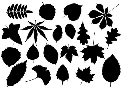 tree leaves set, silhouettes leaf, 