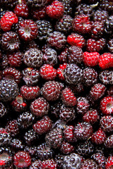Large Collection on Fresh Black Cap Raspberries