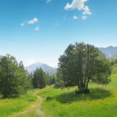 Beautiful pine trees on background high mountains