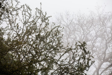 Tree, branch, leaf, foggy and misty view with blur background