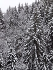 conifer forest