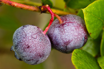 Blueberries with dew