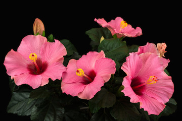 Hibiscus longlife