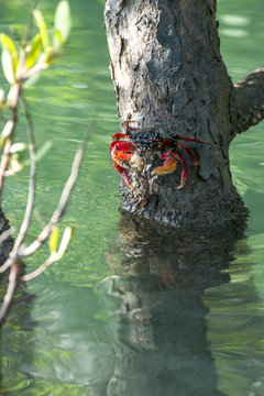 Crab sits on a branch in the mangrove swamp