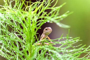 Real lizard resting on a wet green leaf with blur background