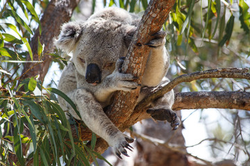 Australien-Koala-Baum