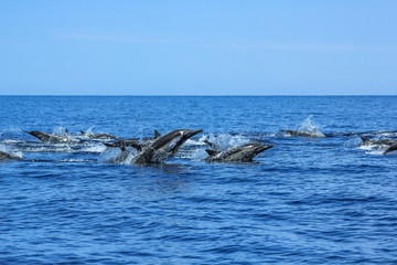 Fototapeta premium Dolphins jumping in Mexico. Isla Espiritu Santo near La Paz, in Baja California.