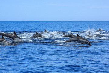 A hundred dolphins group swim and jump off the coast of Isla Espiritu Santo in Baja California, Mexico.