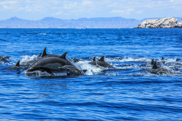 Dolphins jumping in Mexico. Isla Espiritu Santo near La Paz, in Baja California.