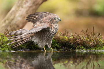 Sparrowhawk