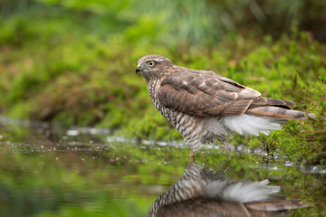 Sparrowhawk