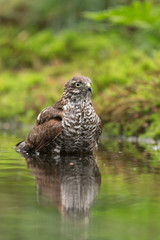 Sparrowhawk taking a bath