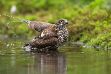 Sparrowhawk