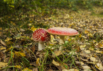 Fly Amanita