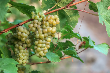 Edle Weinrebe, Traube, Kerner (Vitis vinifera subsp. vinifera)