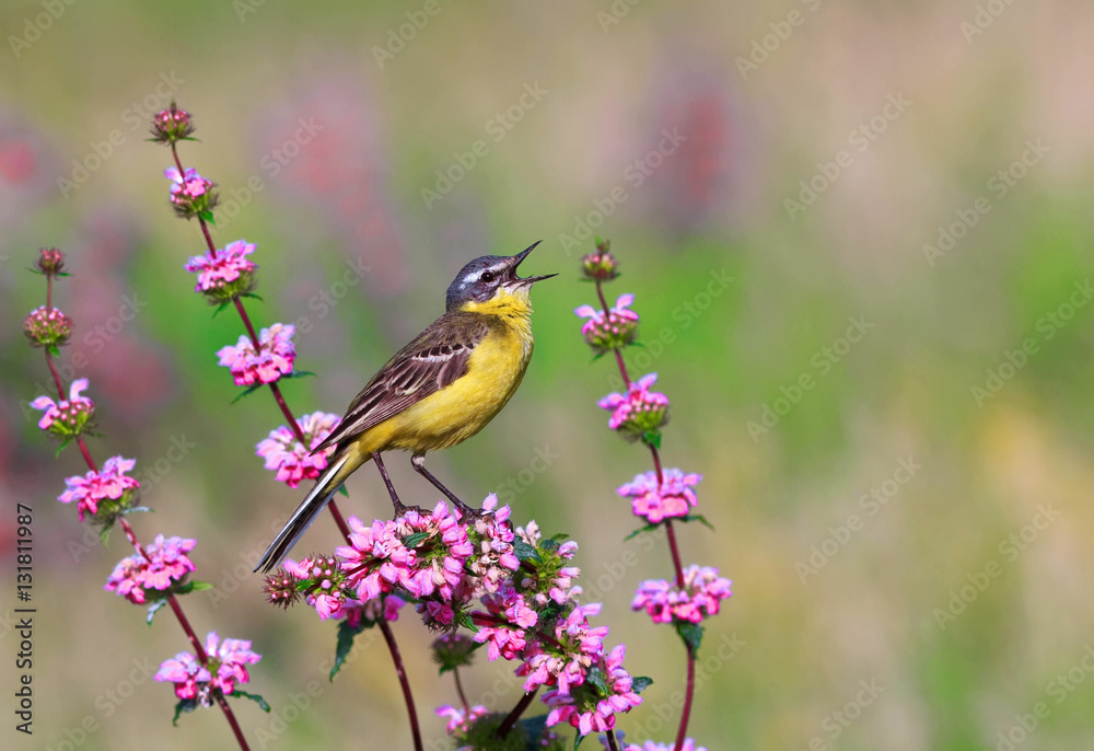 Wall mural bird the yellow Wagtail sings on a meadow in Sunny summer day