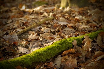 moss