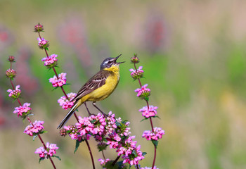 bird the yellow Wagtail sings on a meadow in Sunny summer day