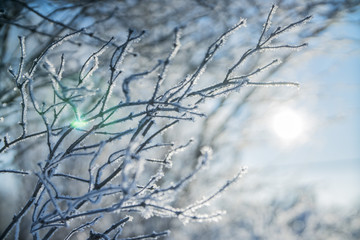 beautiful frozen white winter tree branches in the snow against the background of sun and sky