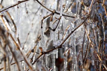 Icicles in the winter garden.
