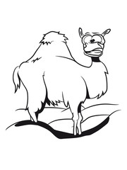 Camel funny desert sand