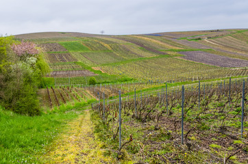Fototapeta na wymiar Agricultural landscape with vine yards in spring in France.