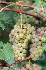 Edle Weinrebe, Traube, Kerner (Vitis vinifera subsp. vinifera)