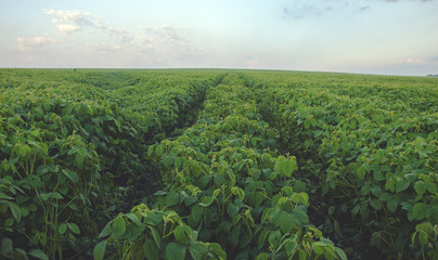 Green soy field