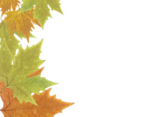 Hojas secas de árbol sobre fondo blanco