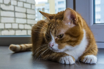 Beautiful red cat on a window sill 