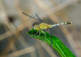 Green dragonfly perched on leaves,Thailand.