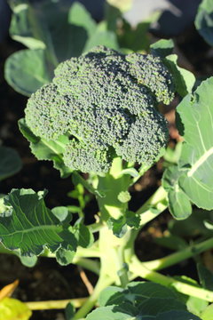 Broccoli closeup growing in garden with leaves and stalk	