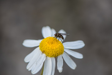 Tiny fly on a white and yellow flower close up