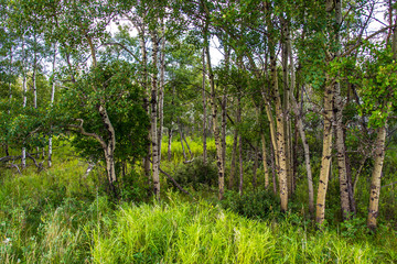 Forest at fish creek park in the summer