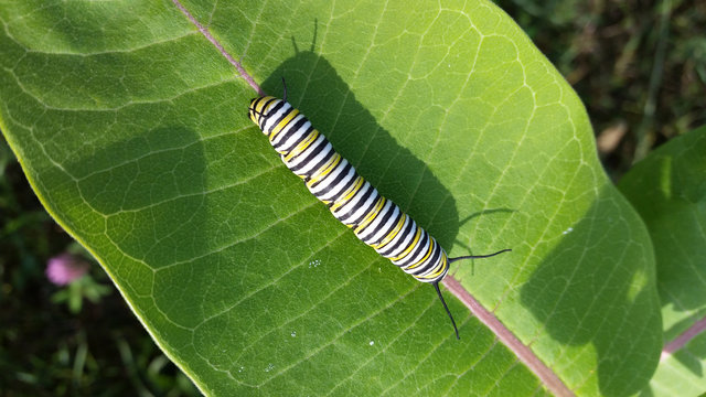 Monarch Caterpillar Closeup on Milkweed