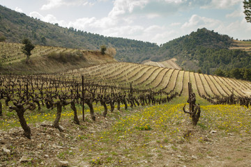 Fototapeta premium vineyard valley provence