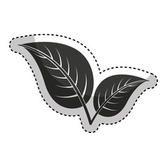 leafs plant isolated icon vector illustration design