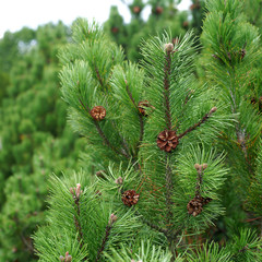 Pinus mugo - creeping pine