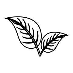 leafs plant isolated icon vector illustration design