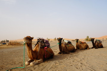 sitting camels line on the dessert