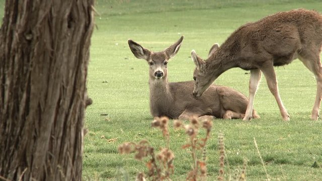 Two white tailed mule deer give each other a little kiss in the wilderness.