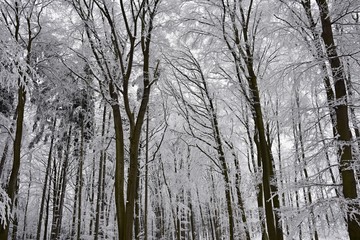 Winter landscape - frosty trees. Nature with snow. Beautiful seasonal natural background.