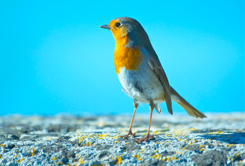Pajaro © Jaime Salom