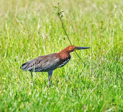 Marble tiger bittern is waiting in ambush - Los Llanos, El Cedra