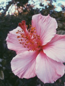 Flor rosa mostrando pistilo