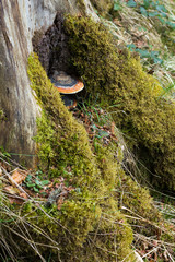 mushroom a lichen on a tree, which covered with a moss